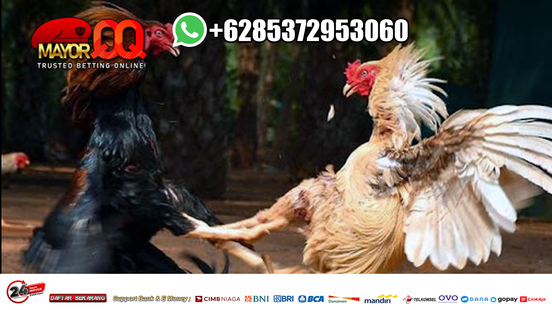 Sabung Ayam Online Bo Adu Ayam APK SV388 Terpercaya
