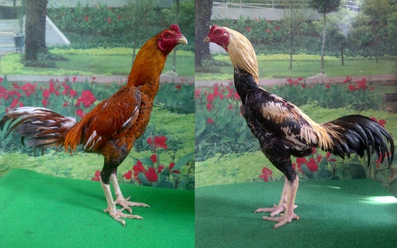 Beberapa Jenis Taruhan Situs Sabung Ayam Online Terbesar di Dunia