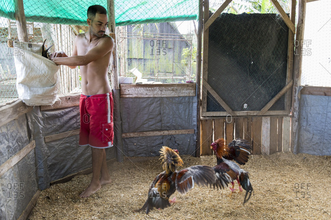Sabung Ayam Tradisi Meksiko Sampai Ke Indonesia